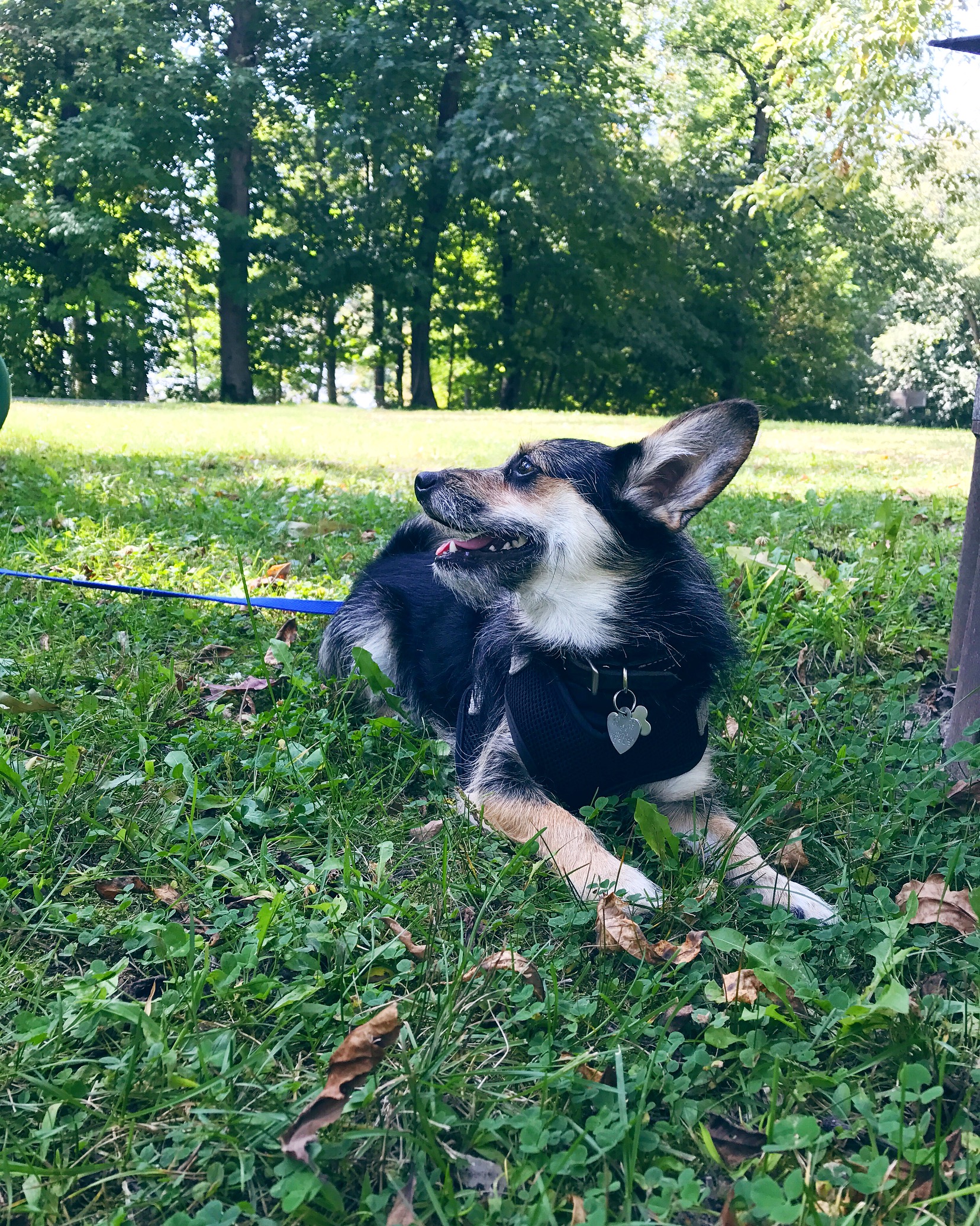 camping with our dog in an Iowa State Park